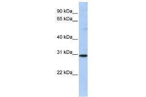 Image no. 1 for anti-RAB26, Member RAS Oncogene Family (RAB26) (N-Term) antibody (ABIN634388)