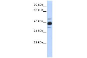 Image no. 3 for anti-Heterogeneous Nuclear Ribonucleoprotein C (C1/C2) (HNRNPC) (Middle Region) antibody (ABIN2778890)
