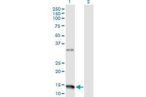 Image no. 1 for anti-Neuromedin U (NMU) (AA 1-174) antibody (ABIN524270)