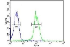 KDR antibody flow cytometric analysis of MDA-MB435 cells (green) compared to a negative control (blue).