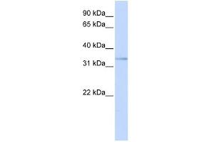 Image no. 1 for anti-Ets Variant 3-Like (ETV3L) (C-Term) antibody (ABIN2782991)