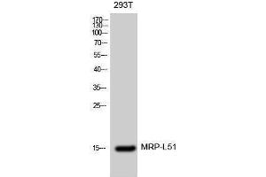 Image no. 1 for anti-Mitochondrial Ribosomal Protein L51 (MRPL51) (Internal Region) antibody (ABIN3185667)