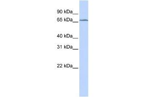 Image no. 1 for anti-tRNA Methyltransferase 5 (TRMT5) antibody (ABIN630573)
