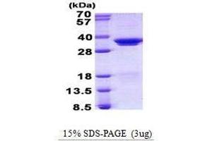 Image no. 1 for serine/arginine-Rich Splicing Factor 1 (SRSF1) protein (ABIN2131815)