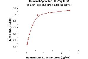 Immobilized Human R-Spondin 1, His Tag (ABIN2181684,ABIN2181683) at 5 μg/mL (100 μL/well) can bind Human SCARB2, Fc Tag (ABIN2181728,ABIN2181727) with a linear range of 0.