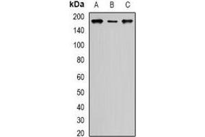 Image no. 2 for anti-SIN3 homolog A, transcription regulator (SIN3A) antibody (ABIN2967036)