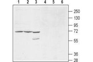 anti-Potassium Voltage-Gated Channel, Delayed-Rectifier, Subfamily S, Member 1 (KCNS1) (1st Extracellular Loop), (AA 233-245) antibody