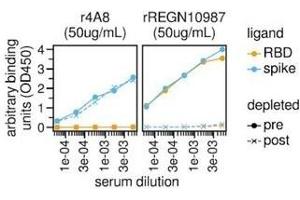 Image no. 1 for SARS-CoV-2 Spike protein RBD-coupled magnetic beads (ABIN6952716)