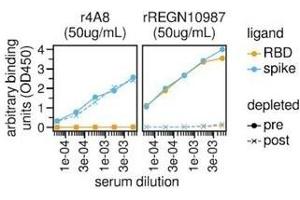 Sars Cov 2 Spike Protein Rbd Coupled Magnetic Beads Abin6952716