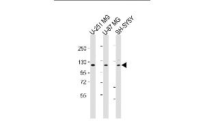 SH3PXD2B antibody  (AA 596-628)