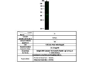 Image no. 1 for anti-ELAV (Embryonic Lethal, Abnormal Vision, Drosophila)-Like 1 (Hu Antigen R) (ELAVL1) (N-Term) antibody (ABIN6925943)