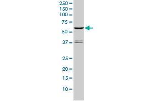 Image no. 4 for anti-serine/threonine Kinase 4 (STK4) (AA 1-39) antibody (ABIN563050)