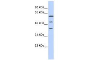 Image no. 1 for anti-PHD Finger Protein 23 (PHF23) (N-Term) antibody (ABIN6741100)