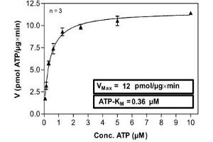 Image no. 2 for Homeodomain Interacting Protein Kinase 3 (HIPK3) (AA 163-562) protein (ABIN5569812)