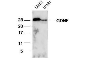 Image no. 3 for anti-Glial Cell Line Derived Neurotrophic Factor (GDNF) (AA 121-211) antibody (ABIN736536)