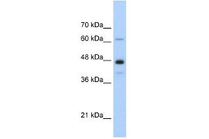 Image no. 1 for anti-Nuclear RNA Export Factor 1 (NXF1) (N-Term) antibody (ABIN633230)