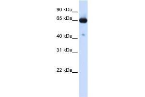 Image no. 1 for anti-Solute Carrier Family 39 (Zinc Transporter), Member 4 (SLC39A4) (N-Term) antibody (ABIN2781654)