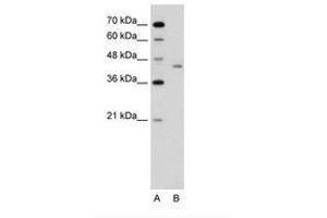 Image no. 1 for anti-LRP2 Binding Protein (LRP2BP) (AA 151-200) antibody (ABIN6736640)