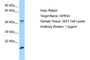 Image no. 1 for anti-G Protein-Coupled Receptor 34 (GPR34) (C-Term) antibody (ABIN2790184)