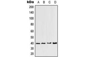 Image no. 1 for anti-Chemokine (C-C Motif) Receptor-Like 2 (CCRL2) (Center) antibody (ABIN2705726)