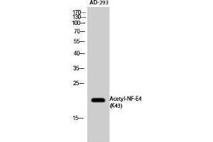 Image no. 1 for anti-Transcription Factor NF-E4 (NFE4) (acLys43) antibody (ABIN3188029)