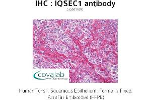 Image no. 1 for anti-IQ Motif and Sec7 Domain 1 (IQSEC1) antibody (ABIN1735990)