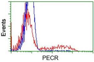 Image no. 3 for anti-Peroxisomal Trans-2-Enoyl-CoA Reductase (PECR) antibody (ABIN1500148)