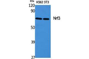 Image no. 2 for anti-Nuclear Factor (erythroid-Derived 2)-Like 3 (NFE2L3) (Internal Region) antibody (ABIN3185957)