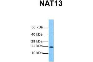 Image no. 2 for anti-N(alpha)-Acetyltransferase 50, NatE Catalytic Subunit (NAA50) (C-Term) antibody (ABIN2783568)