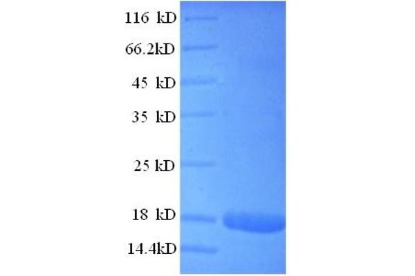 Interferon, alpha 2 (IFNA2) (AA 24-188) protein (GST tag)