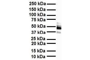 Image no. 1 for anti-Forkhead Box A1 (FOXA1) (C-Term) antibody (ABIN2779762)