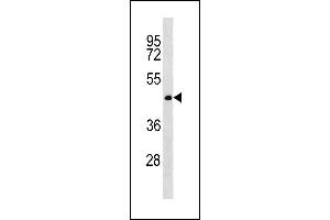 Image no. 1 for anti-CWC27 Spliceosome-Associated Protein Homolog (Cwc27) (AA 411-437), (C-Term) antibody (ABIN1881243)