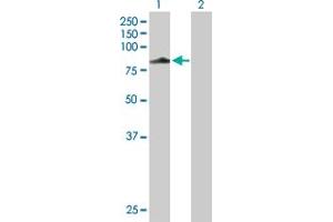 Western Blot analysis of HOOK3 expression in transfected 293T cell line by HOOK3 MaxPab polyclonal antibody.