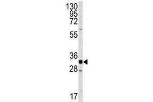 Image no. 4 for anti-Cyclin-Dependent Kinase 2 (CDK2) (AA 230-260) antibody (ABIN3030609)