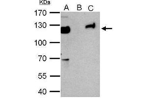 Image no. 4 for anti-Tripartite Motif Containing 28 (TRIM28) (Internal Region) antibody (ABIN2855331)