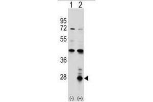 Image no. 2 for anti-Azurocidin 1 (AZU1) (AA 66-96), (Middle Region) antibody (ABIN950583)