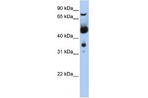 Image no. 2 for anti-Menage A Trois Homolog 1, Cyclin H Assembly Factor (Xenopus Laevis) (MNAT1) (N-Term) antibody (ABIN2792694)