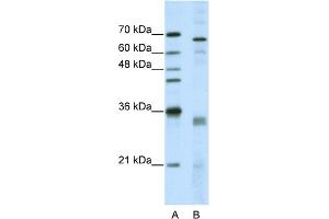 Image no. 1 for anti-serine/arginine-Rich Splicing Factor 1 (SRSF1) (Middle Region) antibody (ABIN2779014)