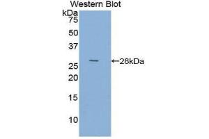 Image no. 1 for anti-Actin, Alpha, Cardiac Muscle 1 (ACTC1) (AA 156-368) antibody (ABIN1077733)