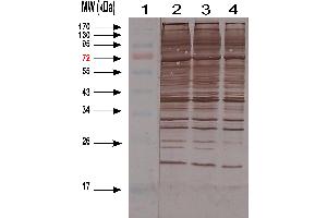 Western-blotting of HEK cell Lysate