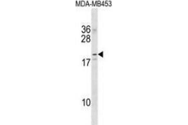 NKAIN2 antibody  (Middle Region)