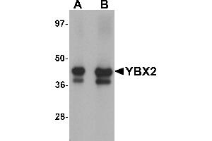 Image no. 2 for anti-Y Box Binding Protein 2 (YBX2) (C-Term) antibody (ABIN1030807)