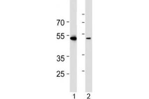 Image no. 4 for anti-Runt-Related Transcription Factor 3 (RUNX3) (AA 168-197) antibody (ABIN3032505)