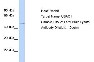 Image no. 1 for anti-UBA Domain Containing 1 (UBAC1) (N-Term) antibody (ABIN2787790)