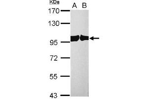 Exportin 2 antibody  (Center)