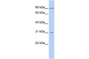 Image no. 1 for anti-Transmembrane Protein 146 (TMEM146) antibody (ABIN2459926)