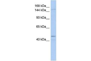 SKIV2L antibody  (Middle Region)