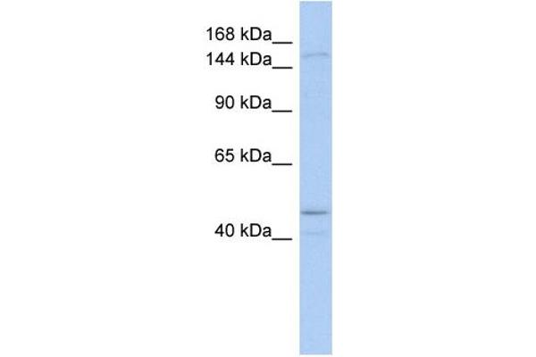 SKIV2L antibody  (Middle Region)