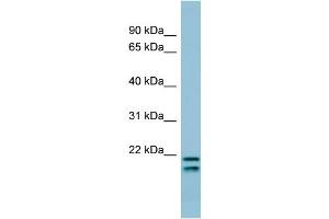 Image no. 1 for anti-Surfactant Protein C (SFTPC) (N-Term) antibody (ABIN2776859)