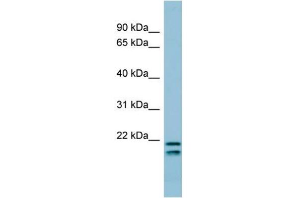 anti-Surfactant Protein C (SFTPC) (N-Term) antibody